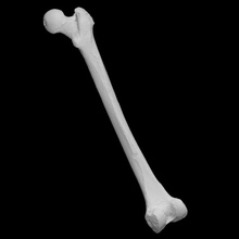 humano fêmur Varredura osso 3d print model - Mito3D