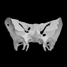 umano sfenoide scansione osso 3d print model - Mito3D