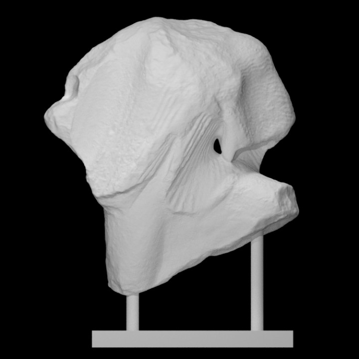 torse femelle analyse femme demi corps 3D print model - Mito3D