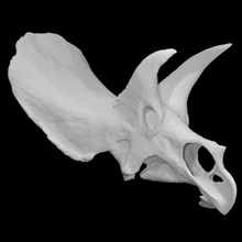 triceratops horrible escanear cráneo 3d print model - Mito3D