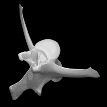 Lendenwirbelsäule Wirbel Hirsch Scan Tier Knochen 3d print model - Mito3D