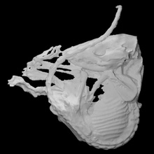 mumifiziert Beutelratte Scan Tier Skelett Fullsize 3d print model - Mito3D