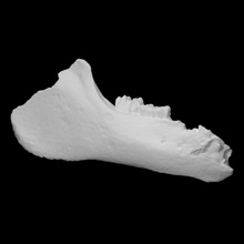 porco mandíbula Varredura animal osso 3d print model - Mito3D