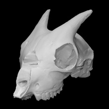 pigmeu bode crânio Varredura animal corpo 3d print model - Mito3D