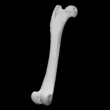 Waschbär Femur Scan Tier Knochen 3d print model - Mito3D