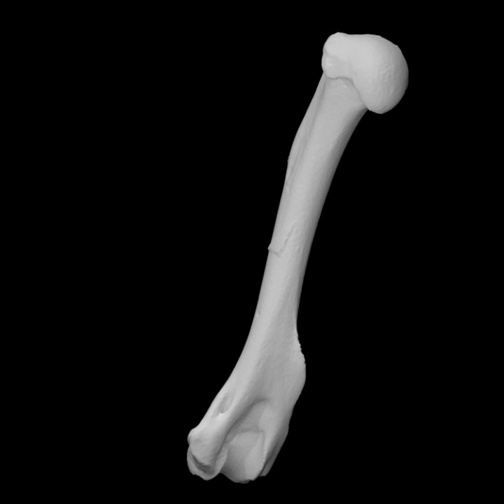 raccoon humerus scan animal bone 3D print model - Mito3D