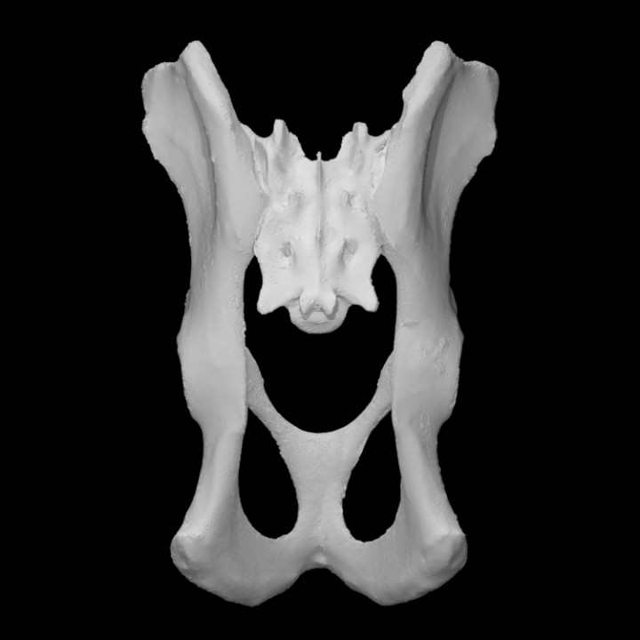 raccoon pelvis scan animal bone 3D print model - Mito3D