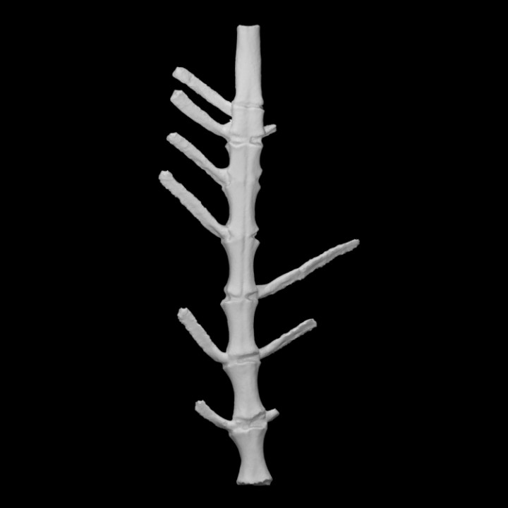 raccoon sternum scan animal bone 3D print model - Mito3D