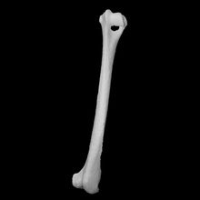 úmero Raposa Varredura animal osso 3d print model - Mito3D