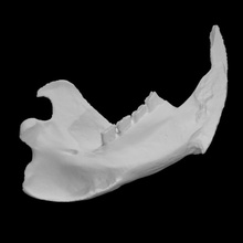 castor mandíbula izquierda vcu 3d 1652 escanear objeto fragmento 3d print model - Mito3D