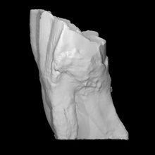 camelops superior molar vcu 3d 2881 Varredura objeto fragmento 3d print model - Mito3D