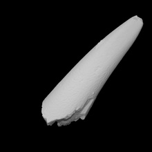 mastodonte colmillo vcu 3d 2870 escanear 3d print model - Mito3D
