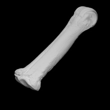 ice age bison metacarpal vcu 3d 2860 scan bone fragment 3d print model - Mito3D