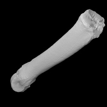 ice age bison metatarsal vcu 3d 2862 scan bone fragment 3d print model - Mito3D