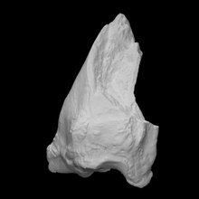ice age bison radius ulna vcu 3d 2863 scan bone fragment 3d print model - Mito3D