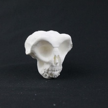 kafatası serbest sanat hayranı 3d print model - Mito3D