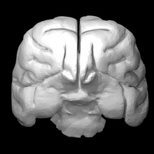 guepardo cérebro Educação animal 3d print model - Mito3D