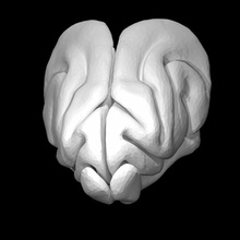 ferret brain education animal 3d print model - Mito3D