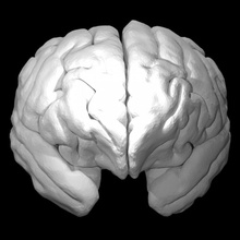 orangután cerebro educación animal 3d print model - Mito3D