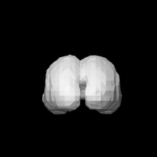 foetal brain education human 3d print model - Mito3D