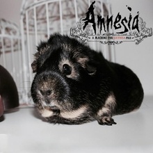 amnesia machine guinea pigs & garden 3d print model - Mito3D