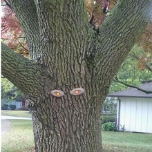 effrayant arbre yeux trousse Halloween jardin tinkercad 3d print model - Mito3D