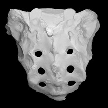 Humain squelette sacrum OS haute résolution anatomie analyse os squelettique 3d print model - Mito3D
