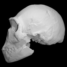 complete homo naledi reconstructed skull scan ancient human skeleton fossil fossils homonaledi hominid anthropology 3d print model - Mito3D