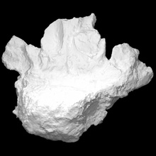 patológico mastodonte vértebra vcu 3d 2896 escanear objeto fragmento 3d print model - Mito3D