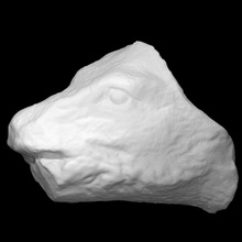 head boar scan animal 3d print model - Mito3D