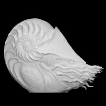sea beast scan animal fullsize 3d print model - Mito3D