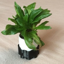 watering plant pot & garden 3d print model - Mito3D