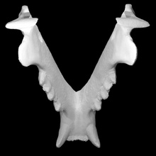 Rotluchs Unterkiefer Scan Knochen 3d print model - Mito3D