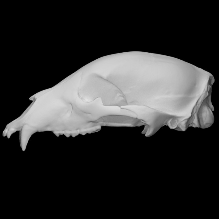 ayı kafatası taramak 3D print model - Mito3D