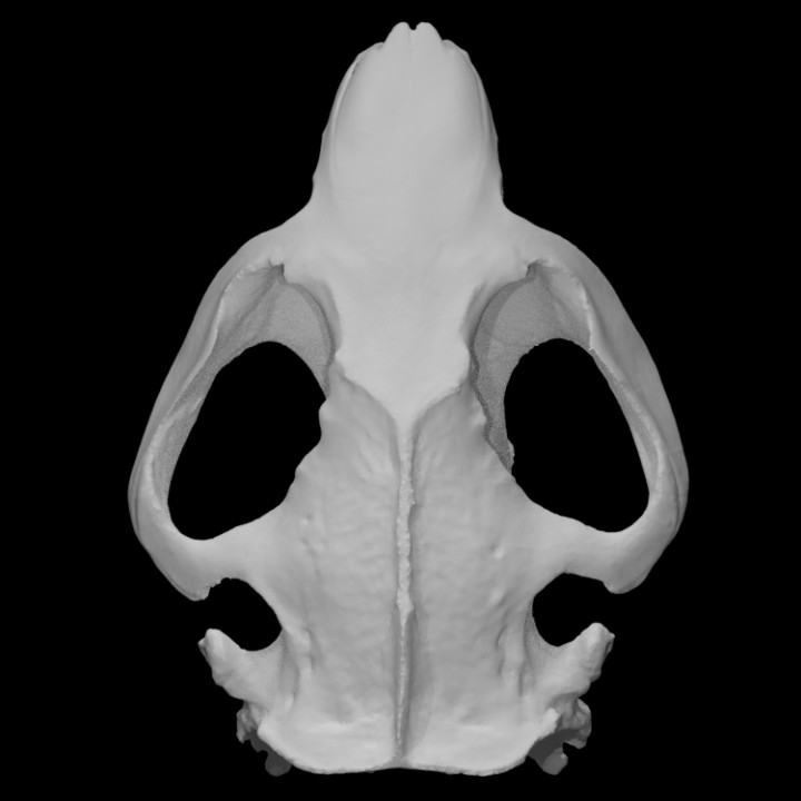 3001 castor cráneo escanear 3D print model - Mito3D