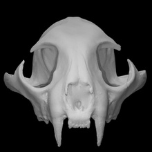 bobcat skull scan 3d print model - Mito3D