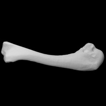 Hähnchen Humerus Scan Knochen 3d print model - Mito3D