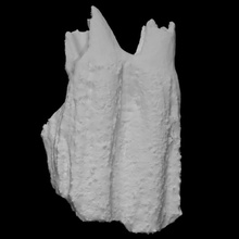 vaca dente Varredura animal 3d print model - Mito3D