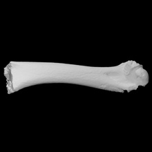 duck bone scan 3d print model - Mito3D