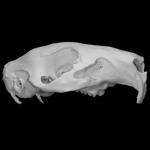 guinea pig skull scan 3d print model - Mito3D