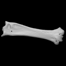 ótimo chifrudo coruja tarso metatarso Varredura ossos 3d print model - Mito3D
