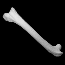 izquierda pollo fémur escanear huesos 3d print model - Mito3D
