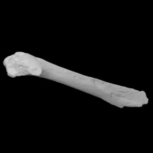 Beutelratte Femur Scan Knochen 3d print model - Mito3D