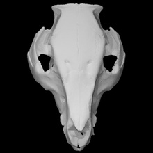 pig skull scan 3d print model - Mito3D