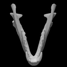 rosso Volpe mandibola scansione cranio 3d print model - Mito3D