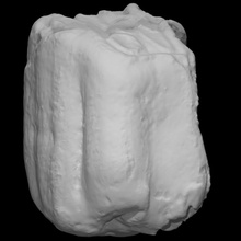 equus lambei molare scansione dente cavallo frammento 3d print model - Mito3D