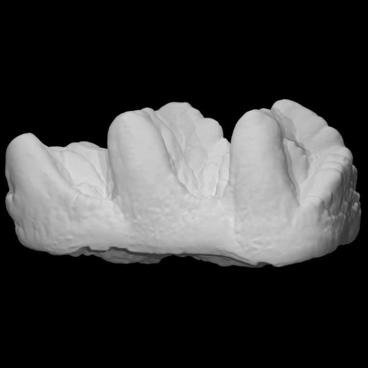 usnm 10818 cuvieronius molare scansione frammento 3D print model - Mito3D