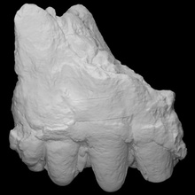 usnm 10875 cuvieronius molare scansione frammento 3d print model - Mito3D