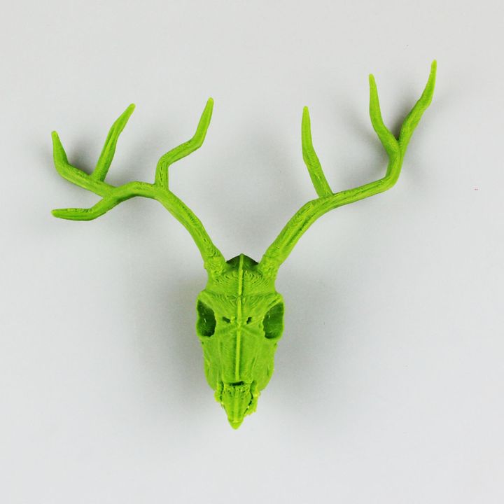 vintage deer skull education nature skeleton 3D print model - Mito3D