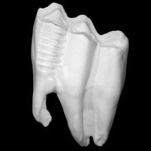 gazella m4 scan animal teeth 3d print model - Mito3D